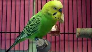 Zakaj lahko valoviti papige trepetajo